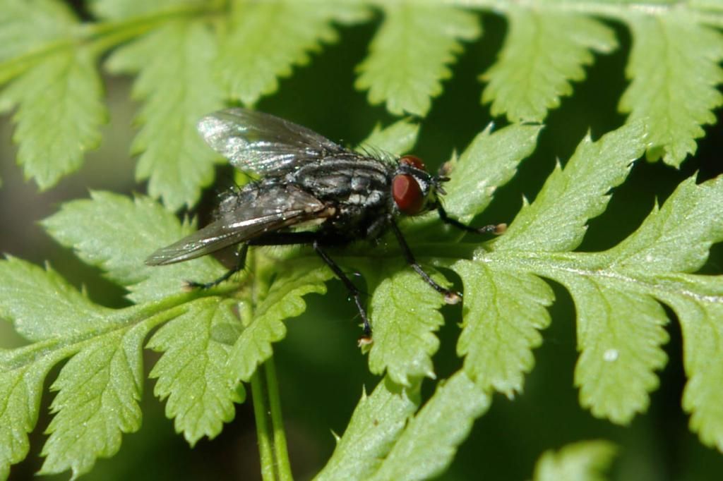 FliegeaufFarngroszlig_zpsd9f9d79b.jpg