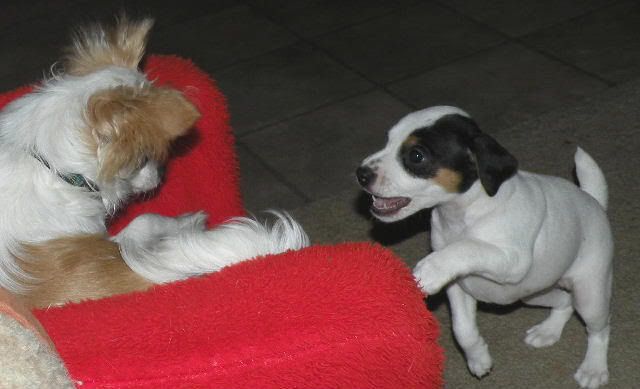 2009011120robin20lily.jpg