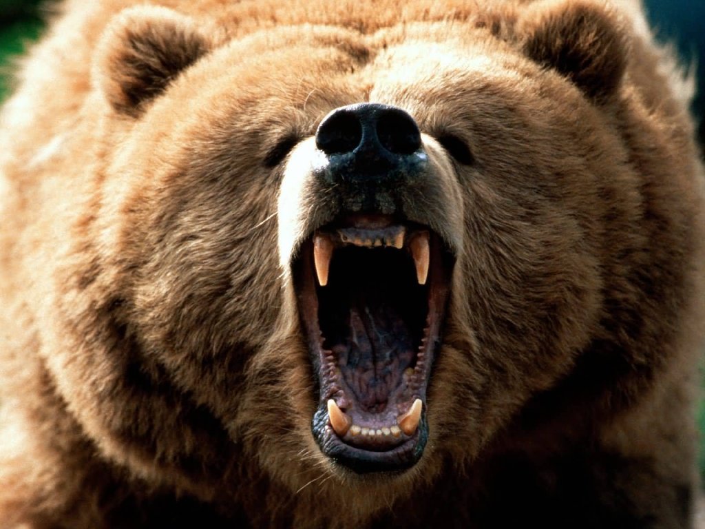 grizzley-0.jpg