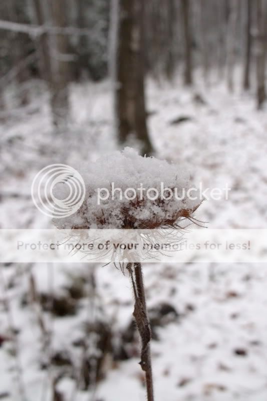 DSCF1522.jpg