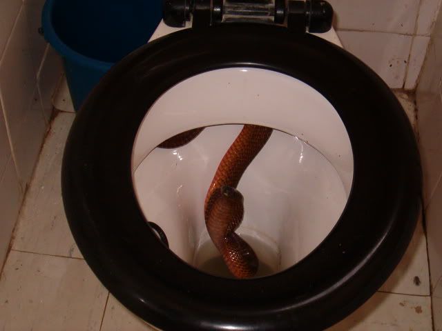 BrownSnake.jpg