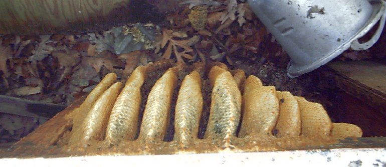 bees3.jpg