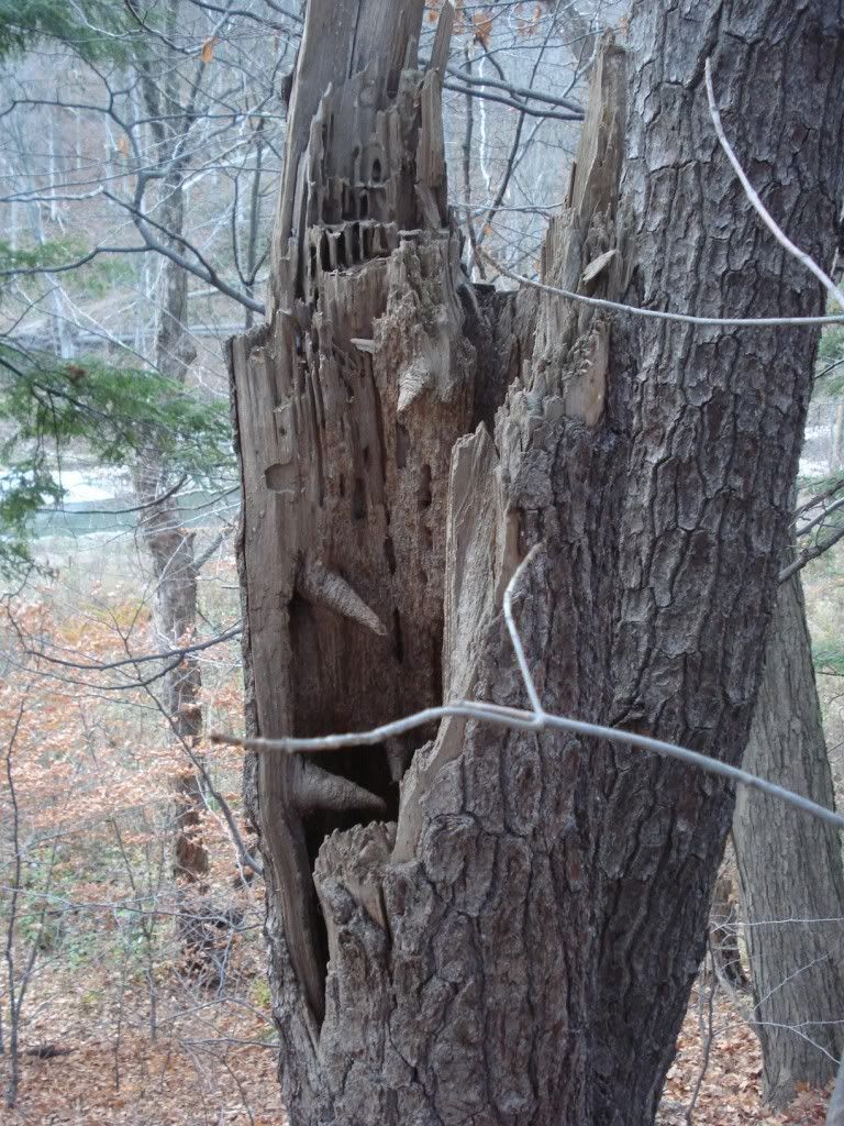 raccoonstump.jpg