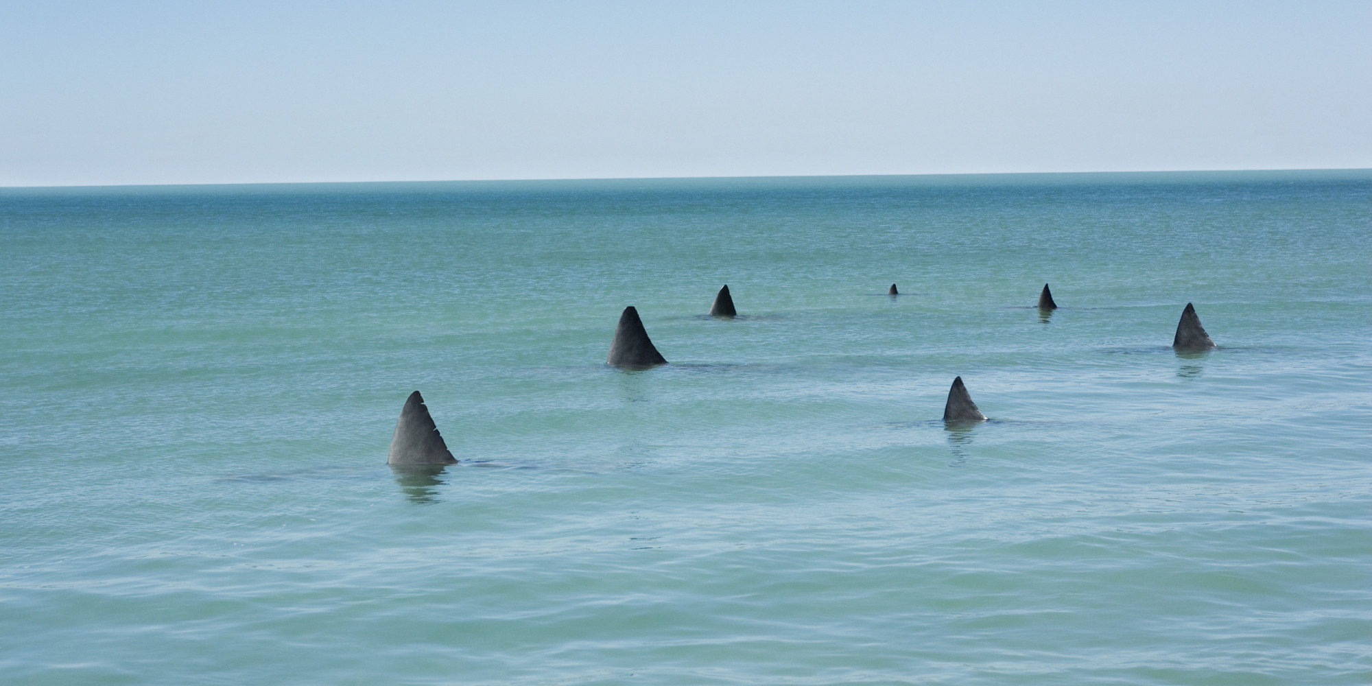 o-SHARK-FIN-facebook.jpg