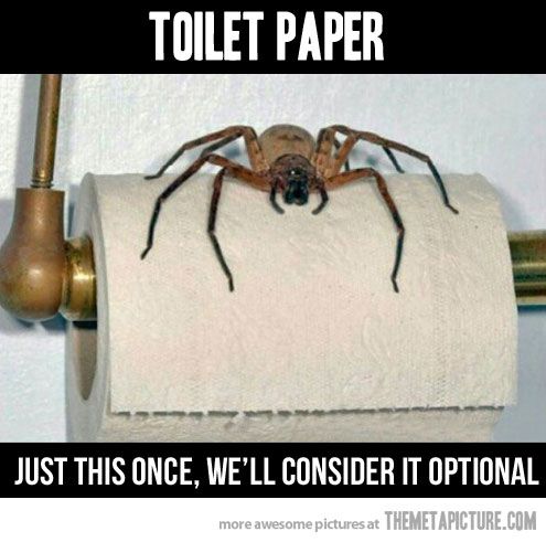 funny-spider-toilet-paper_zps917f0a3d.jpg