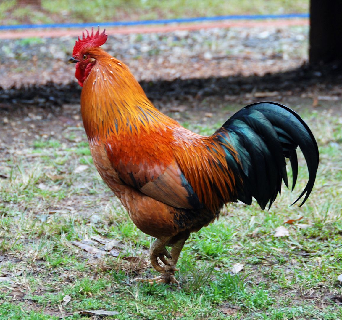Rooster.jpg