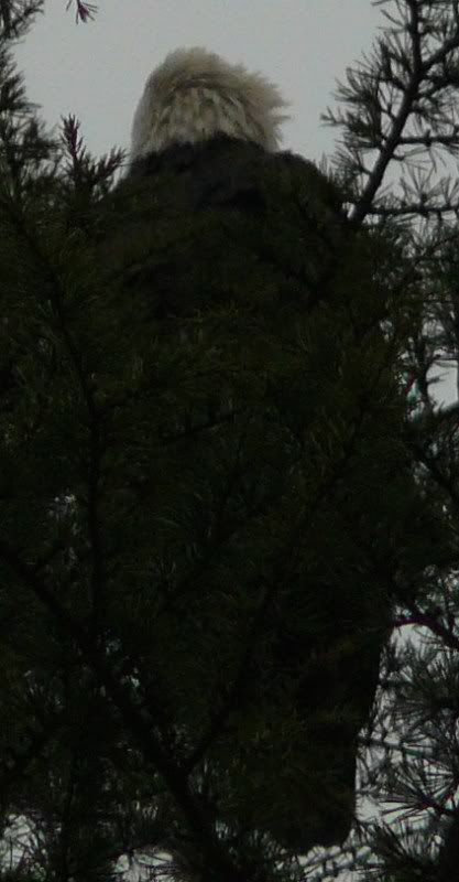 12-26-2010011.jpg