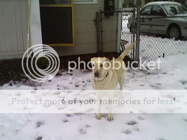 MoxSnow6.jpg