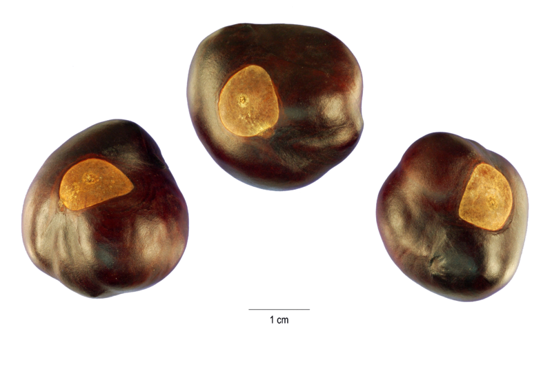 800px-Aesculus_glabra_seeds.png