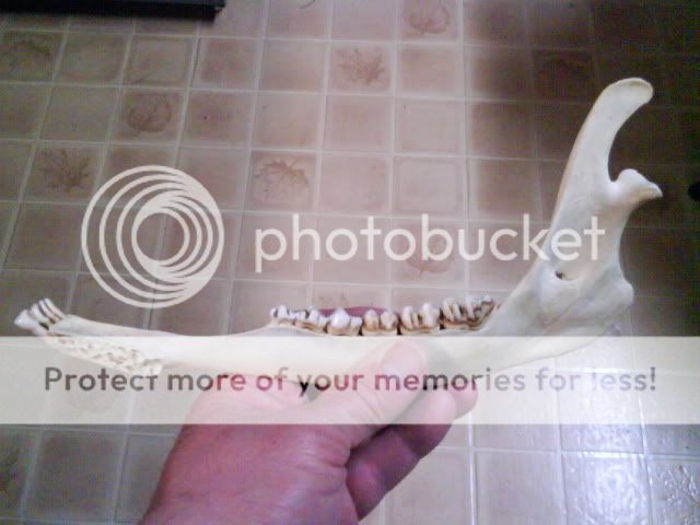 deerjaw.jpg