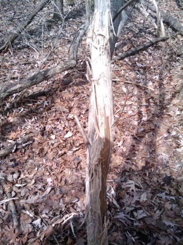2011-03-18123420.jpg