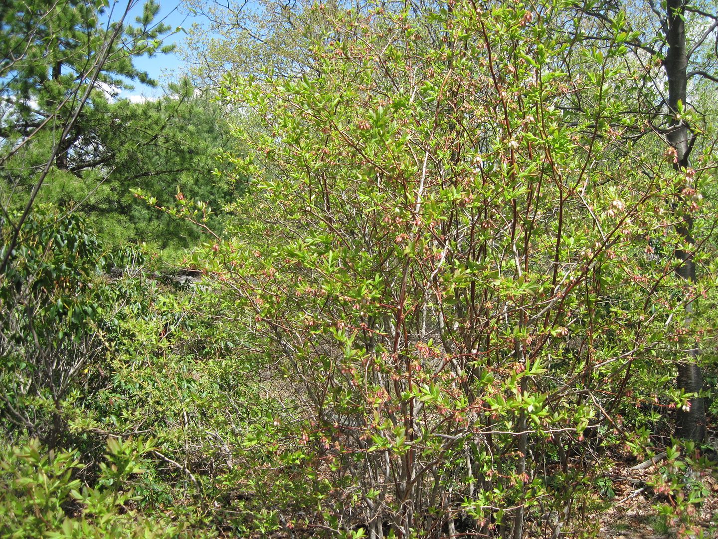 IMG_5632.jpg