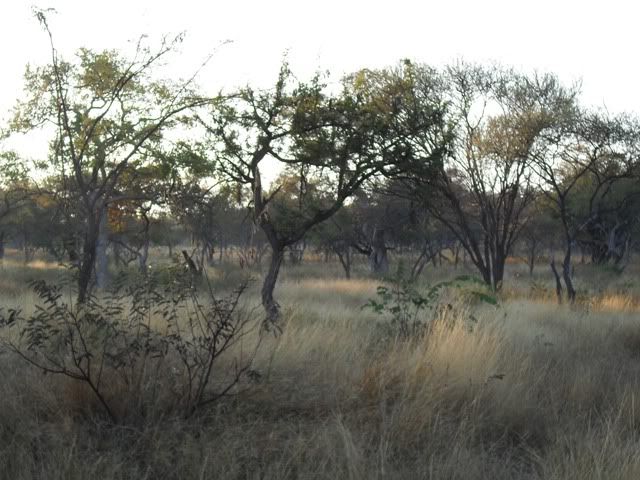 Bush1.jpg