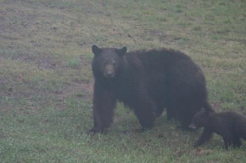 Bear%202013_zpss2w4ewp7.jpg