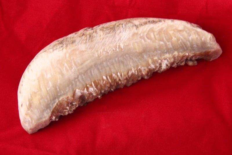 MOHorn037800x533.jpg