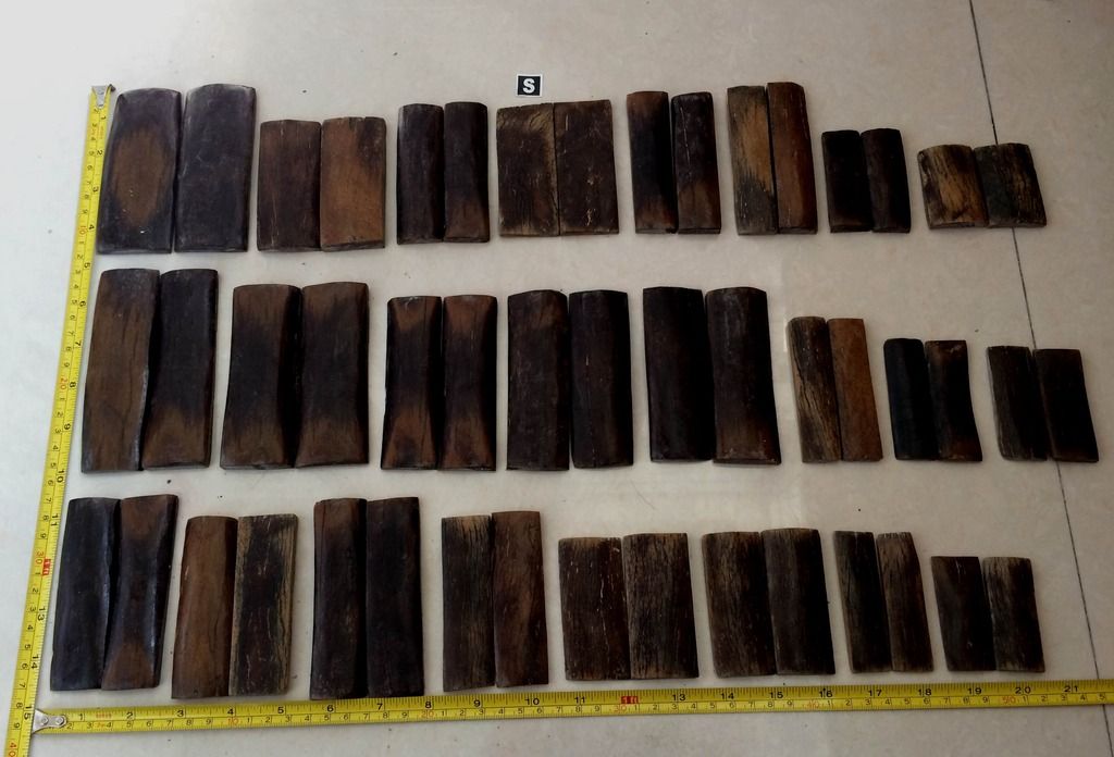 fossil%20bone_zps99p6jjhw.jpg