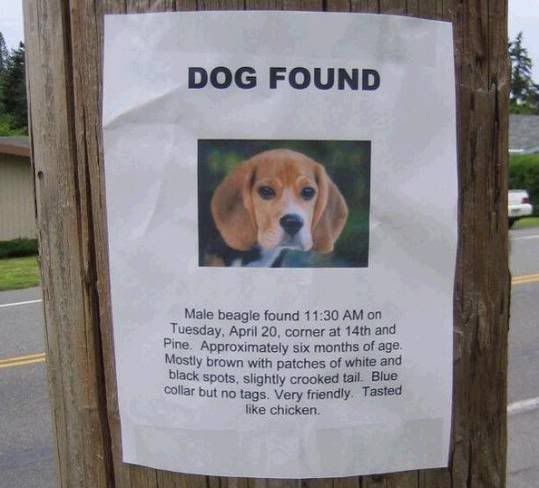 dogfood.jpg