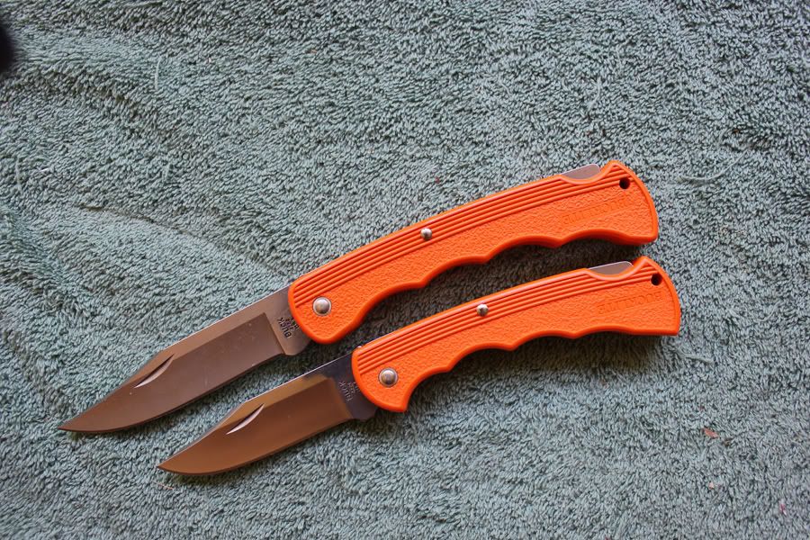 orangebucklitesa.jpg