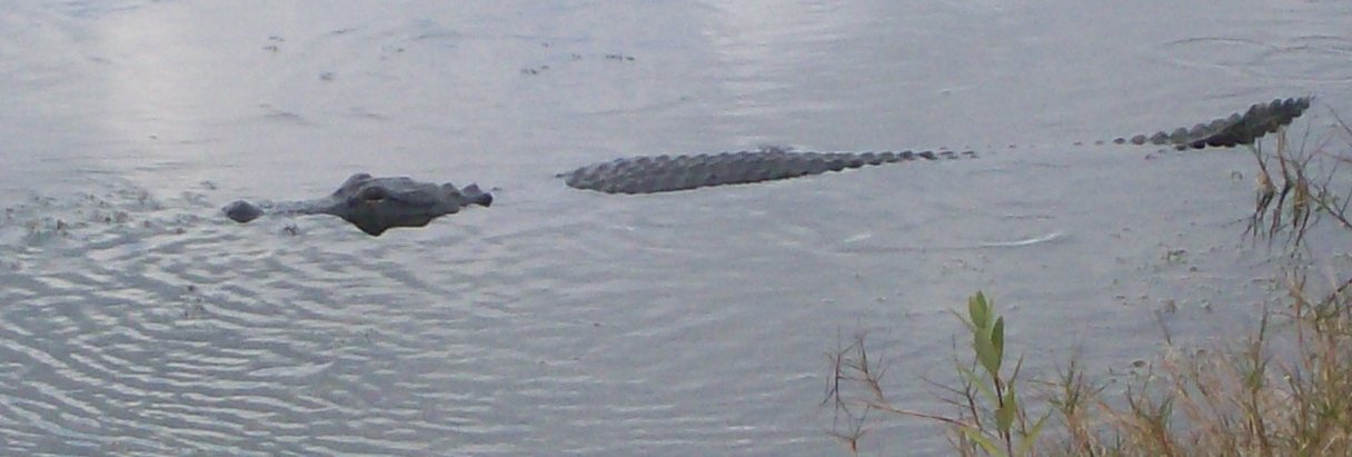 gator2.jpg