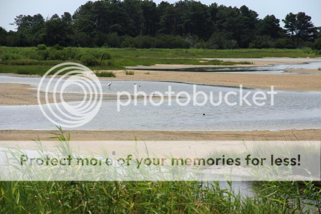 Assateague%20VA%201_zpsdo3pmkig.jpg