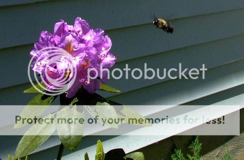 bee.jpg