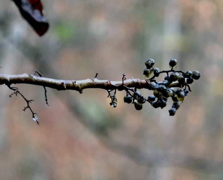 DSC_5602.jpg