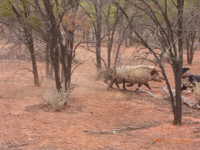 AussieRat1.jpg