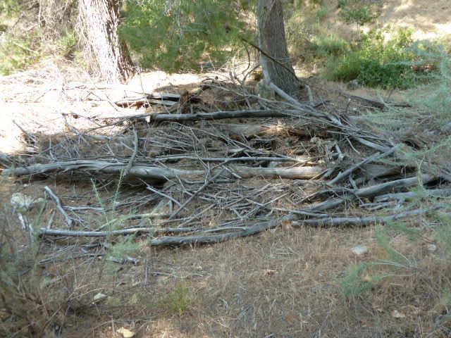 P1000272.jpg