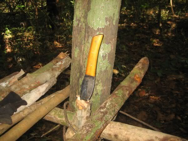 JungleDay2095.jpg