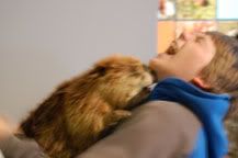BeaverAttack.jpg