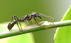 isula_ant.jpg