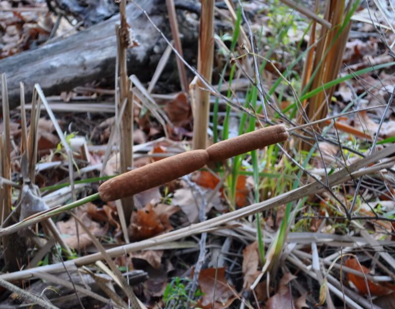Cattails.jpg