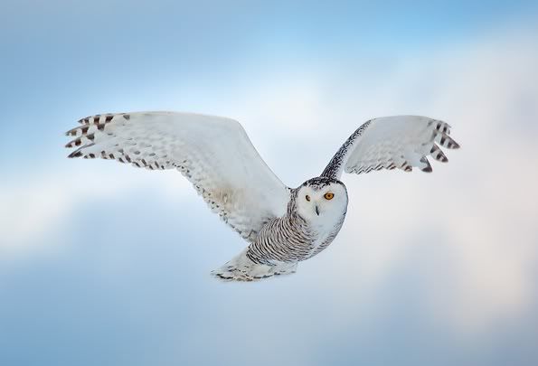 snowy-owl-in-flight-quebec.jpg