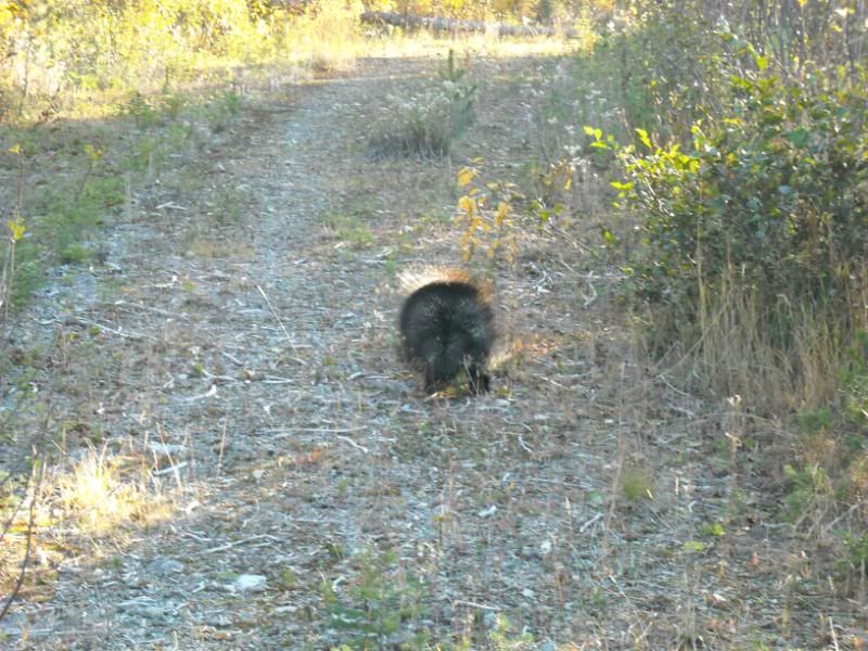 grousehunting007.jpg
