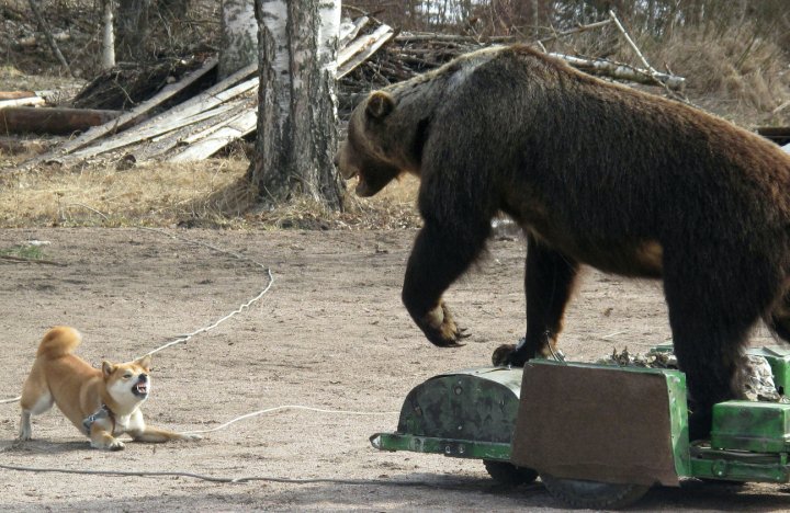 inari+ja+karhu.jpg