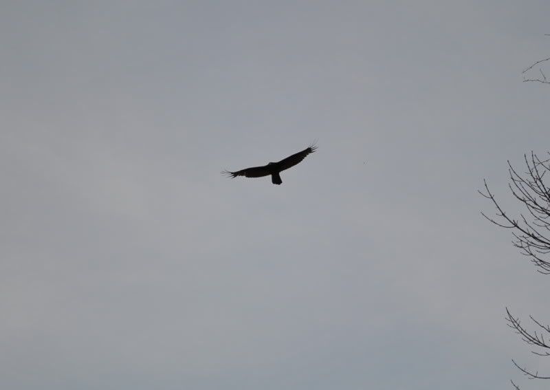DSC_0975.jpg