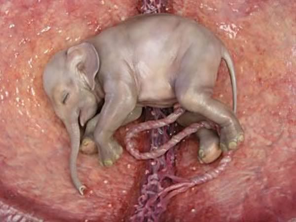 inthewomb08.jpg