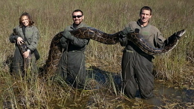 abc_python_dm_130111_wg.jpg