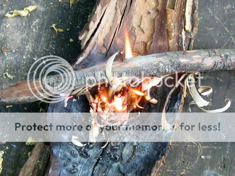 Pine-3.jpg