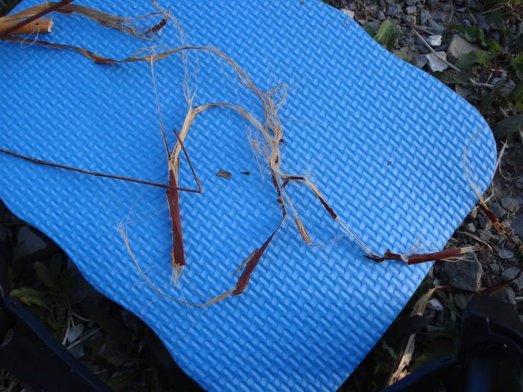 DSC09552.jpg