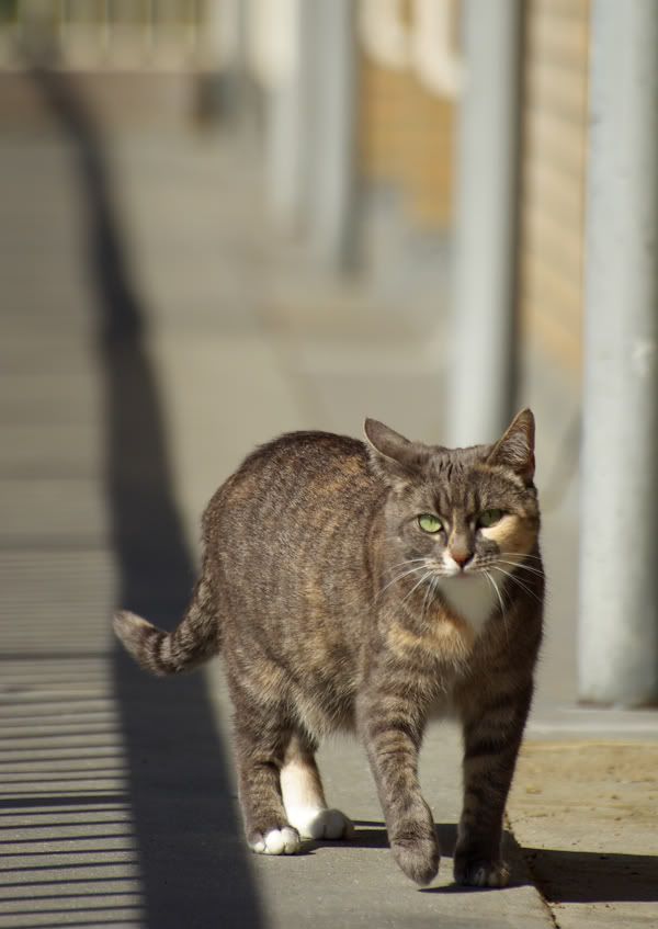 Kees01.jpg