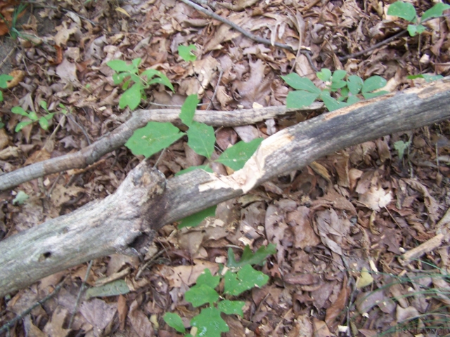 Choppin102_0586-vi.jpg
