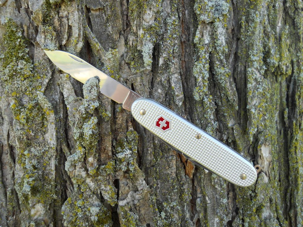 pioneer009.jpg