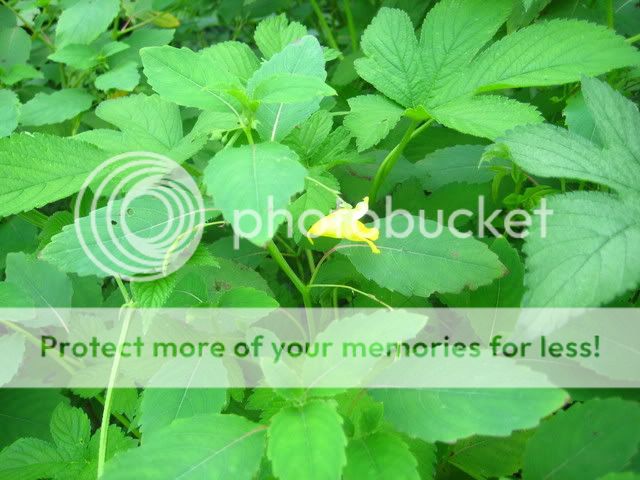 plants022.jpg