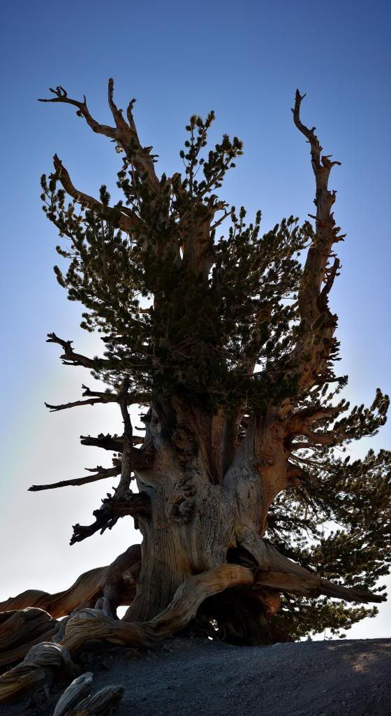 _DSC0261_stitch_zps7f484e1f.jpg