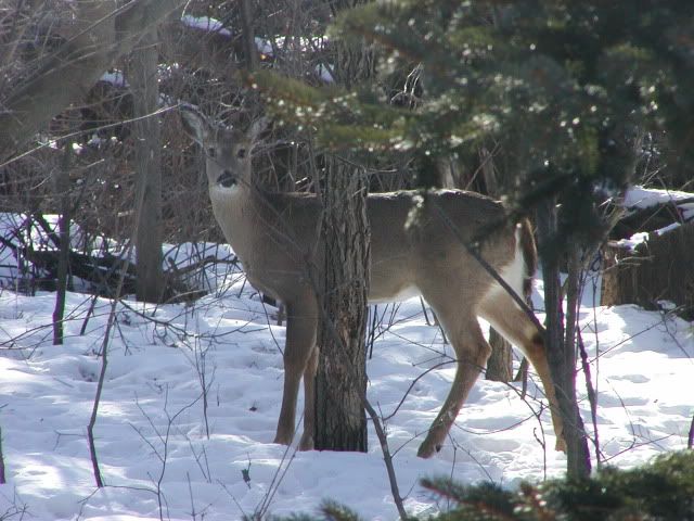 DeerSide-1.jpg