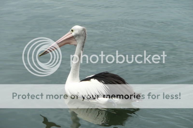 Pelican1.jpg