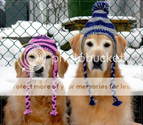Dog_hats_zps7cc0b43f.jpg