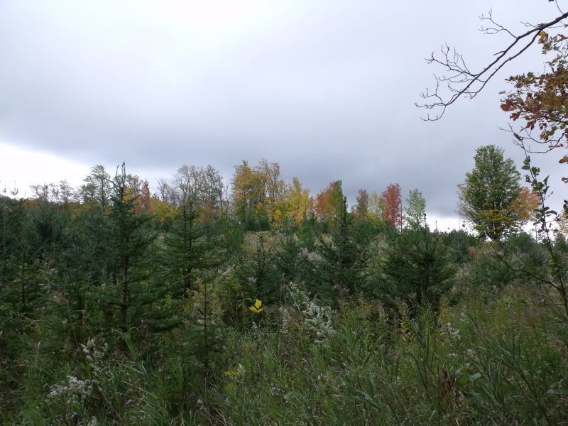 FallPetun027.jpg
