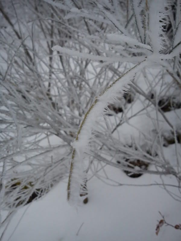 DSC00925.jpg